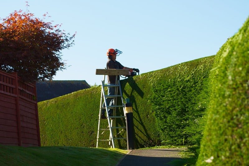 Trimming of Hedges